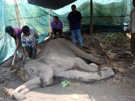 Injured elephant