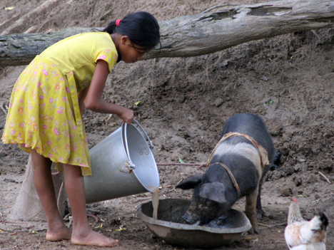 Tending to the pig