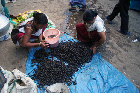 Snail sale - I
