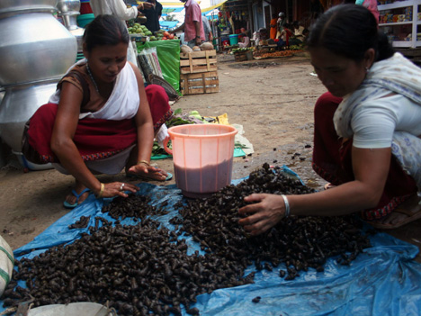 Snail sale - II