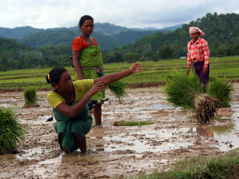 Planting paddy