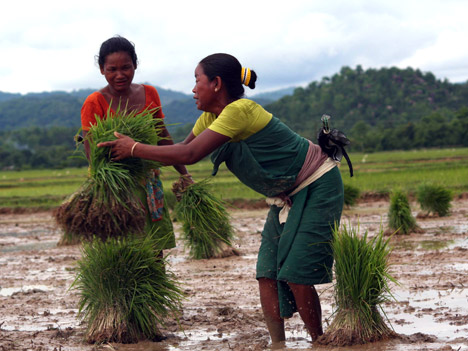 Planting paddy