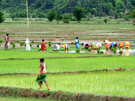Planting paddy