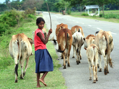 With her cattle