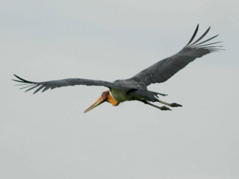 Flying high