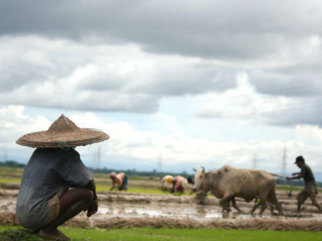 Planting paddy
