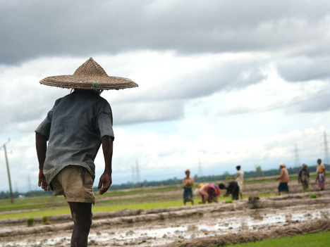 Planting paddy