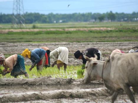 Planting paddy