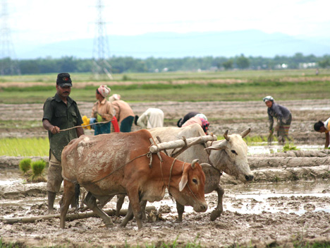 Planting paddy