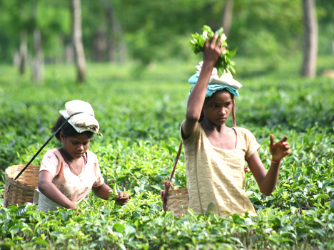 Tea pluckers