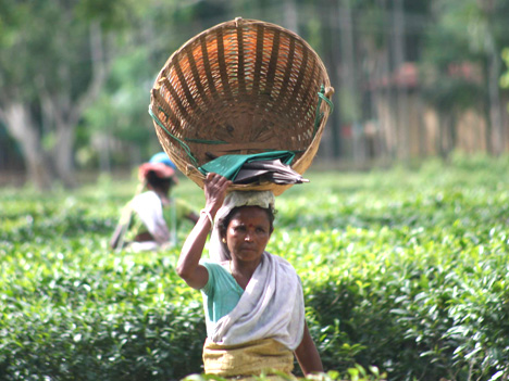Tea pluckers