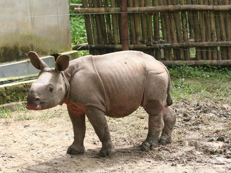 Baby rhino