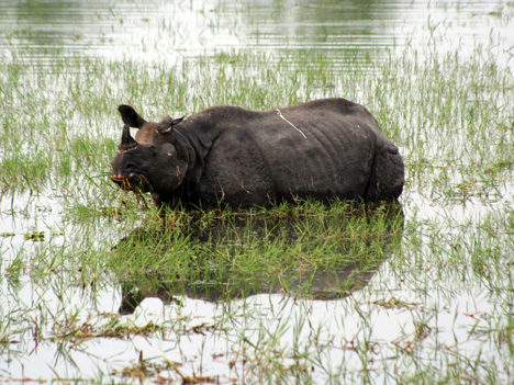Caught in the floods