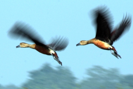 Migratory Birds in Assam