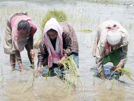 Rice cultivation