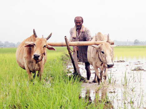 Farmer at work