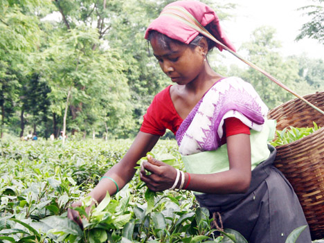 Plucking for a living